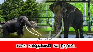 තායිලන්තයට යන මුතුරාජා.../ Muthu Raja elephant to Thailand...