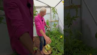 Comparing growth of melons and watermelons in a temperate climate.