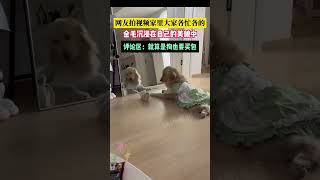 愛美的金毛沈浸於自己的美貌當中，無法自拔#goldenretriever #dog #shorts