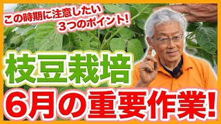 家庭菜園や農園の枝豆栽培で6月の重要作業！花が咲いた後に注意したい枝豆の育て方を徹底解説！【農園ライフ】