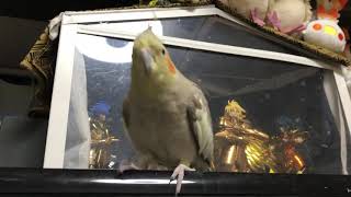 オカメインコのレキちゃん、手に乗せてもらいたくてそわそわ