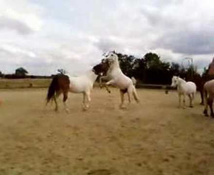 Chevaux Qui Se Battent - YouTube