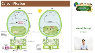 วิชาชีววิทยา ตอนที่ 9 (กระบวนการสังเคราะห์ด้วยแสง IX)