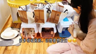 猫舍VLOG189集 三个喵宝去新家享福啦｜王槟鲁布偶猫舍｜福州猫舍