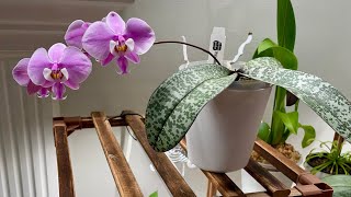 You CAN Grow Your Orchids in LAVA ROCK | Phalaenopsis Repot | Answering Viewers’ Questions