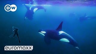 Photographing Wild Orcas in Norway | Ocean Photographer Uli Kunz | Euromaxx