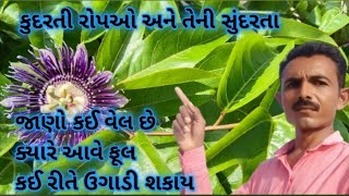 આવી વેલ તમે પણ વાવો આશાની થી|કઈ રીતે ઉગાડી શકાય આ વેલ |ક્યાંથી મેળવશો રોપા| કઈ છે આ વેલ