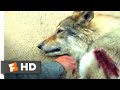 Alpha (2018) - Bonding with a Predator Scene (3/10) | Movieclips