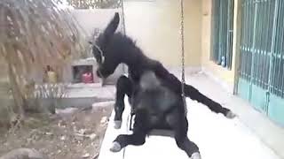 Funny donkey video|| Maiyan jhootay