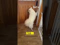 ドア開け名人になった日本スピッツ　 japanesespitz わんこ　 shorts