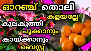 ഓറഞ്ച് തൊലി കളയല്ലേ |orange peel fertlizer | best fertlizer | floweringtips | shalus world shalu mon