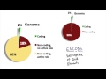 Genomic Composition - Tales from the Genome