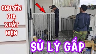 Chuyên Gia Xuất Hiện Ra Tay Sử Lý 2 Chú Chó Khóc Chờ Chủ Và Kết Quả Không Ngờ Đến