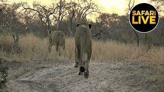 safariLIVE - Sunrise Safari - August 17, 2019