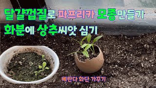 먹고 남은 파프리카 씨앗으로 계란껍질 모종만들기 화분 상추파종