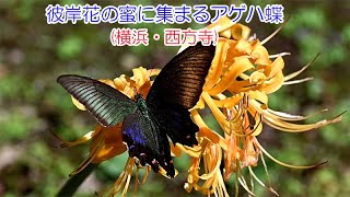 彼岸花の蜜に集まるアゲハ蝶(横浜・西方寺)