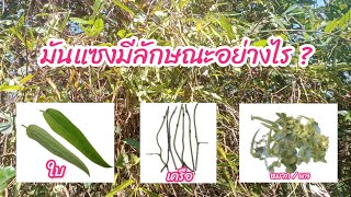 มันแซงมีลักษณะอย่างไร  | ครูดิวส์ เกษตร อีสานบ้านเฮา