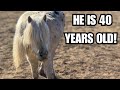 Feeding an old horse!  This saves me so much money!  DIY senior feed