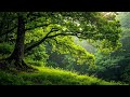 Pure Birds Singing, No Music | 3 Hours of Relaxing Bird Sounds & Forest Ambience, Birds Chirping
