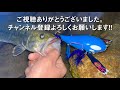 雨だ！ナマズ釣りだ！カイオーガルアーだ！！【デイナマ】