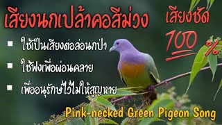 เสียงนกเปล้าคอสีม่วง , Pink-necked Green Pigeon Song.