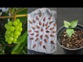 HOW TO GROW GRAPE FROM SEED