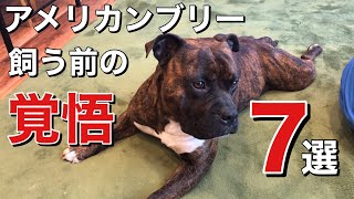 【アメリカンブリーはやめておけ！】犬を飼う前に見て知って欲しい動画7選