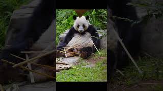 廣州動物園大熊貓星一巡邏結束開始表演挑食寶寶！広州動物園のジャイアントパンダ、シンイーはパトロールの後、好き嫌いのある行動をとり始めました。 #大熊猫 #cute #giantpanda #小熊猫