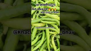 मिर्ची में जोरदार उछाल 🔥🔥🔥🔥।।।।।।।।#sabjimandi #kisanektazindabaad #khachrod #मंडी #reels #trending