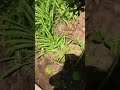 お庭の植木日記 ムラサキサギゴケ2