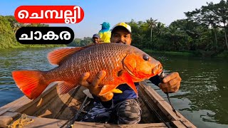 ചെമ്പല്ലി ചാകര വന്നാൽ വള്ളം നിറയെ ചെമ്പല്ലി 🎣 #ചെമ്പല്ലി