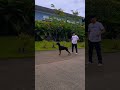 premiere wonder women doberman dobermantraining