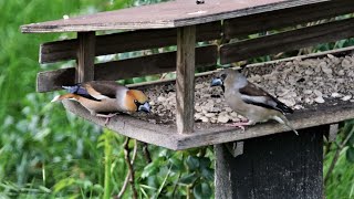 Kernbeisser am Futterhaus