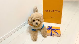 ルイヴィトンの首輪がよくわかっていないトイプードルが可愛すぎる【Louis Vuitton】