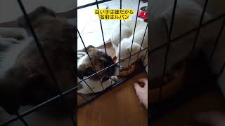 4月23日またフジ君に似た仔犬達を保護🤗 #dog