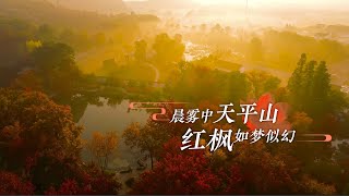 “枫”景已就位！#晨雾中天平山红枫如梦似幻