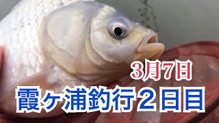 2020/3/7日 霞ヶ浦へらぶな釣行２日目やっと出逢えました！春一番