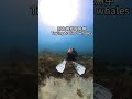 原來這就是鯨魚在水下的聲音 hear whale amazing underwater songs │western australia│西澳大利亞 diving underwater 鯨魚