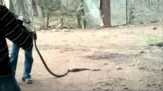 snake in my home hirapur georai beed_(new).mp4