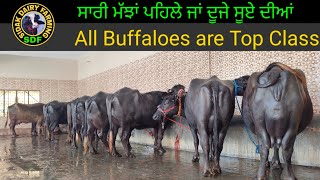 ਚੋਟੀ ਦੀਆਂ 9 ਮੱਝਾਂ ਵਿਕਾਊ, All Buffaloes are Top Class