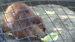 【ASMR】アメリカンビーバーさんモグモグタイム（みさき公園）[ASMR] American beaver meal time (Misaki Park)