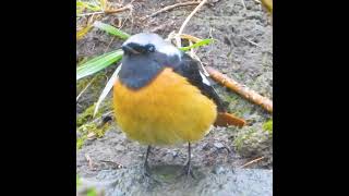 雨の日の小鳥 ジョウビタキ