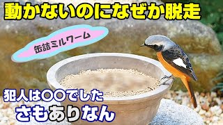 植木鉢でバードフィーダー（野鳥の餌台）ミルワーム編8～ジョウビタキ/スズメ/メジロ