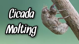 Cicada Molting 【  SINGAPORE 】