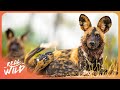 The Thriving Wildlife of Mana Pools National Park | 4K Nature Documentary