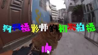 Pawspective: A Dog's-Eye View with Insta360｜爪印视角：Insta360狗狗第一人称视角