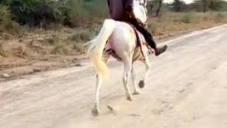 Choti Rewal Chal Sindhi Horse #sindhi #horseriding