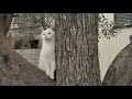 ギリシャの猫　😺テオリアス通りの猫たち　アクロポリス周辺