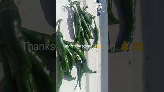 Chilli harvest 🌶️ ♥️ #shorts #viral #trending #shortsfeed #youtubeshorts #gardening #plants #edibles