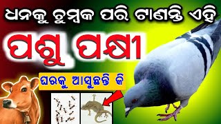 ଏହି(ପଶୁ,ପକ୍ଷୀ) ଘରକୁ ଆସିଲେ ଘରେ ହୁଏ ଧନର ବର୍ଷା || Vastu Tips 2024 || Odia Bohu